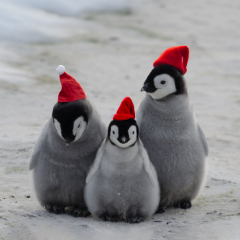 Three penguin chicks huddled together wearing Santa hats